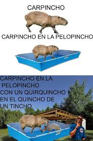 Carpincho origen del meme por qué los carpinchos están de moda por qué los. Ariel On Twitter Es Genial Este Meme De Carpincho Jajaja Carpincho