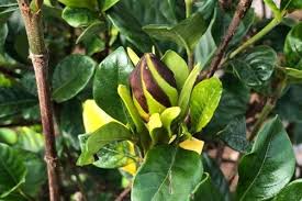 Image result for Gardenia subacaulis