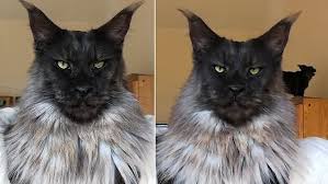 Video: Vivo the Maine Coon gives majestic blue steel stare | Daily Mail  Online