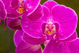 Purple Orchids Types Orchid Flowers Purple Orchids Types Of Purple Flowers Orchid Flower