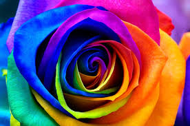 Dissolve 3 tablespoons sugar and 2 tablespoons white vinegar per quart (liter) of warm water. How Florists Tie Dye Roses And The Reasons For Doing So Floraqueen