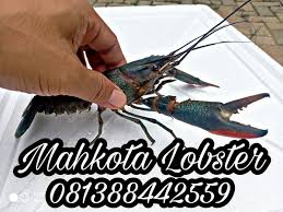 Lobster air tawar biasa hidup di danau, rawa atau sungai air tawar di papua.lobster air tawar dalam perdagangan internasional disebut : Jual Indukan Lobster Air Tawar 5 Inch Up Di Lapak Mahkota Lobster Bukalapak