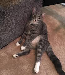 Sep 17, 2018 · 9. As You Can Tell Gus Is Very Photogenic And An Enthusiastic Eater 9 Months Old And One Of The Most Affectionate Cats Ive Eve Tabby Cat Cute Cats Cats