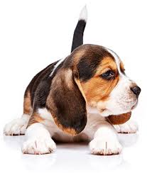 I would have to say the hunt is so big because of the event. American Kennel Club