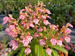 Image result for Habenaria clavata