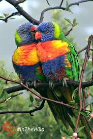 Rainbow Lorikeets Snuggling Cute Small Animals Australian Native Animals Australian Wildlife