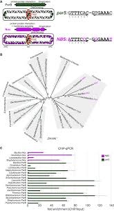 Dna replication practice worksheet answer key 18 best of dna translation worksheet dna transcription and. Diversification Of Dna Binding Specificity By Permissive And Specificity Switching Mutations In The Parb Noc Protein Family Sciencedirect