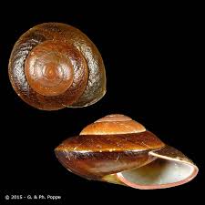 Snail's shell diameter is about 1.5 inch or 40 mm. Pleurodontidae Pleurodonte Excellens Conchology