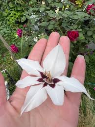 Image result for Gladiolus trichonemifolius