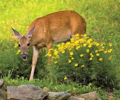 Aug 19, 2019 · it is affected by seasons, plant availability and travel habits of the deer themselves. Deer And Rodent Resistant Flower Bulbs Dutchgrown