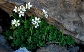 Image result for Galiniera saxifraga