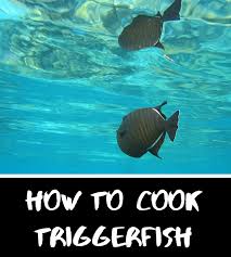 Maybe you would like to learn more about one of these? How To Cook Triggerfish On The Grill Or In The Oven Delishably