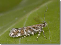 Image result for Ericinella