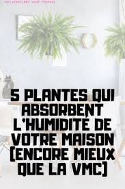 5 Plantes Qui Absorbent L Humidite De Toutes Les Pieces In 2020 Plants Garden Deco Planting Flowers