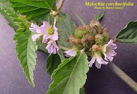 Image result for Melochia corchorifolia