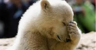 Ours polaire sur une plage frederic. Ca Y Est Trump Vient Tout Juste D Autoriser En Alaska Le Massacre Des Ours Et Loups Ainsi Que Leurs Bebes Ils Pourront Etre Abattus Par Helicoptere Et Tues Dans Leurs Terriers Y