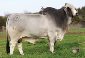 Brahman cow ki pehchan aur khobian, brahman bull. Bull S Eye Ranch Registered Brahman Cattle In Burton Texas