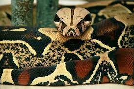 Brazilian Red Tail Boa Snake Pet Snake Red Tail Boa Beautiful Snakes