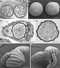 Image result for Leiothylax