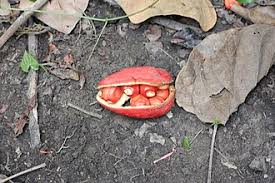 Image result for Cola pierlotii