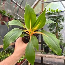 Image result for Chlorophytum