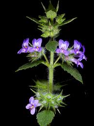 Image result for Mesosphaerum suaveolens