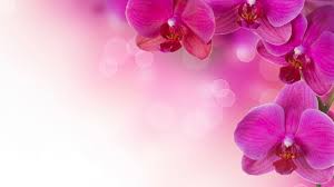Hummingbirds and pink flowers 4k ultra hd wallpaper for desktop laptop tablet mobile phones and tv 3840х2400. 74 Flower Pink Background On Wallpapersafari