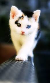 Check spelling or type a new query. Cat Wallpaper Amazon De Apps Spiele