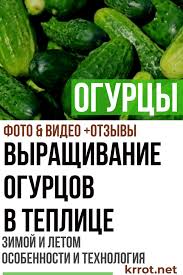 посадка и уход за огурцами в открытом грунте видео Vyrashivanie Ogurcov V Teplice Iz Polikarbonata Zimoj I Letom Teplica Teplichnoe Sadovodstvo I Ovoshnoj Ogorod