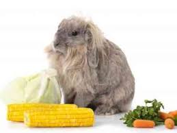 Corn is way too starchy to be good for a bun's diet or digestion. How To Introduce Corn Into The Rabbits Diet And Is It Possible To Give Leaves And Ears Farmer