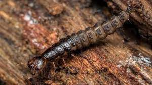 Devil's coach horse is a common beetle of gardens, and can often be found under stones and in compost heaps. Devil S Coach Horse Beetle Identification Life Cycle Facts Pictures