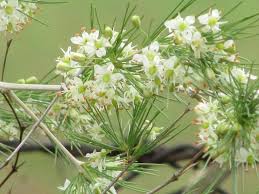 Image result for Asparagus laricinus