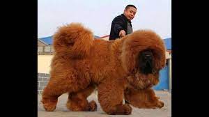 Chinese Tibetan Mastiff The World S Most Expensive Dog Fish Hunt Buzz Tibetan Mastiff Dog Tibetan Mastiff Most Expensive Dog
