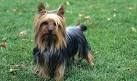 Silky Terrier Dog Breed Information and Pictures