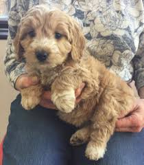 For sale is our beautiful litter of australia labradoodle cross miniature poodle puppies. Female Cockerpoo For Sale In Essex Colchester Essex Pets4homes Cockapoo Puppies Puppies And Kitties Puppies