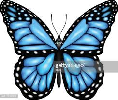 3d blue butterfly facing front #217545 by julos. Blue Butterfly Clipart 1 566 198 Clip Arts