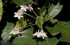 Image result for Ardisia staudtii