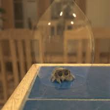 Escape Of The Nope Gif On Imgur Lucas The Spider Pet Spider Spiders Funny