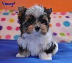 available puppies biewer puppies for sale biewer yorkshire terrier breeder yorkshireterrier yorkshire terrier hund yorkshire terrier terrier