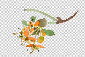 Cornus Mas Watercolor Png Graphic By Mystocks Creative Fabrica Visual Design Trends Png Graphics Graphic Illustration