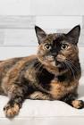 Tortoiseshell Cat Facts and Pictures - The Spruce Pets