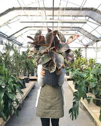 pin auf greenhouse