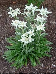 Leontopodium Alpinum Matterhorn Edelweiss Plants Planting Flowers Perennials