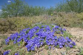 Image result for Aptosimum procumbens