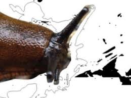 Katil Salyangozlar Ve Diger Yabanci Turler Avrupa Nin Biyolojik Cesitliligi Korkutucu Bir Hizda Kayboluyor Avrupa Cevre Ajansi