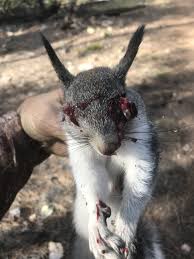 However if the round strikes the torso of a thick chested individual it may begin to yaw within the body and produce a large temporary cavity near the end of the wound track. 50 Cal Deer Hunt Yellow Bullet Forums
