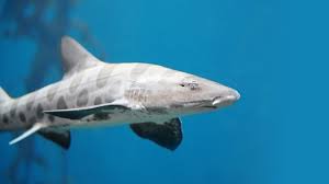Cat shark, (family scyliorhinidae), any of more than 80 species of small, mottled sharks (order lamniformes). Leopard Shark San Diego Zoo Animals Plants