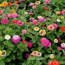 Beds, borders, and mass plantings. Zinnia Elegans Seeds Cut Come Again Mix American Meadows