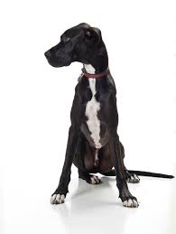 The lifespan of this crossbreed is 8 to 12 years. Great Dane Testimonials Canine Academy