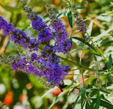 Image result for Vitex